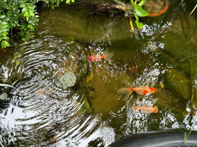 Гостиница Лавра Адлер-17